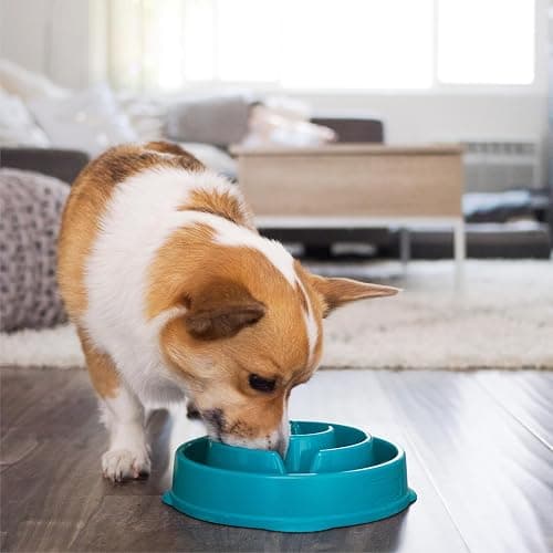 Outward Hound Medium Slow Feeder Bowl, Puzzle Maze for Fast Eaters, Small to Medium Dogs, Helps Prevent Bloat & Aid Digestion, Holds 2 Cups Wet or Dry Food, Non-Slip, Made Without BPA, Turquoise thumbnail 6