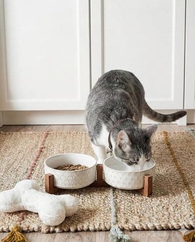 Food bowls  thumbnail 2