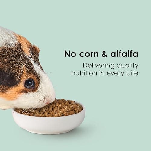 Kaytee Timothy Complete Guinea Pig Food with Timothy Hay, 9.5 Pounds | Supports digestion. Pelleted food for guinea pigs. guinea pig pellets, vitamin C, probiotics thumbnail 6
