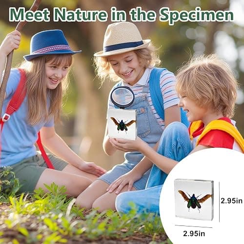 8 Pcs Taxidermy Beetles in Resin, 1 Large & 7 Small Beetles Specimens Insect Resin Set for Entomology Education Kit, Biology Display Supplies, Oddities and Curiosities Gifts Bug Collection(Chafer) thumbnail 4
