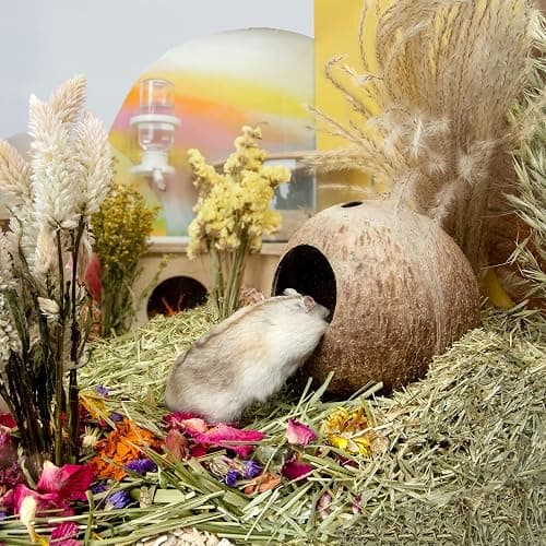 andwe Coconut Hut Hamster House Bed for Gerbils Mice Small Animal Cage Habitat Decor thumbnail 3