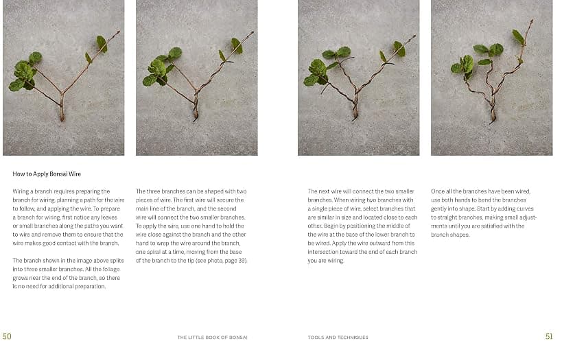 The Little Book of Bonsai: An Easy Guide to Caring for Your Bonsai Tree thumbnail 6