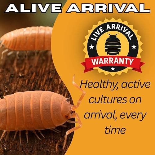 10 Mega Mix Isopods | 8oz Coco Temperate Springtails | Live Arrival Nationwide! thumbnail 9