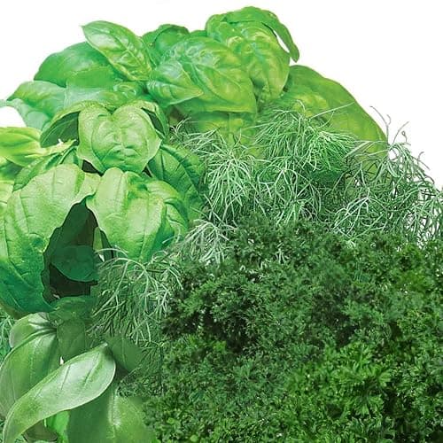 AeroGarden Gourmet Herb Seed pod Kit - Herb Seeds for AeroGarden Indoor Garden, 3-Pod thumbnail 4