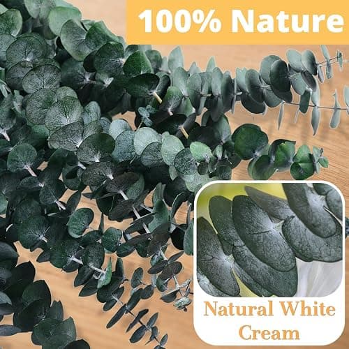 12PCS Dried Eucalyptus for Shower Hanging - 17'' Real Large Preserved Eucalyptus Stems Green Home Decor, 100% Made from Fresh Eucalyptus Leaves, Bathroom Shower Decor, Wedding, DIY thumbnail 5