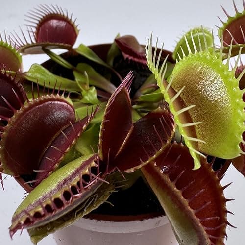 Perfect Plants Venus Fly Trap Plant in a 9cm Pot. Fascinating Fly Eating Carnivorous Plants thumbnail 3