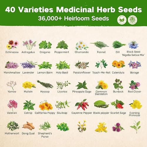 LUSH&DEW Medicinal Herb Gardening Gifts for Herbalists, Apothecary Seed Chest, 40 Varieties 36,000+ Non-GMO Heirloom Seeds for Planting Herbs in Raised Bed Windowsill, Survival Seed Kit for Herbal Tea thumbnail 3