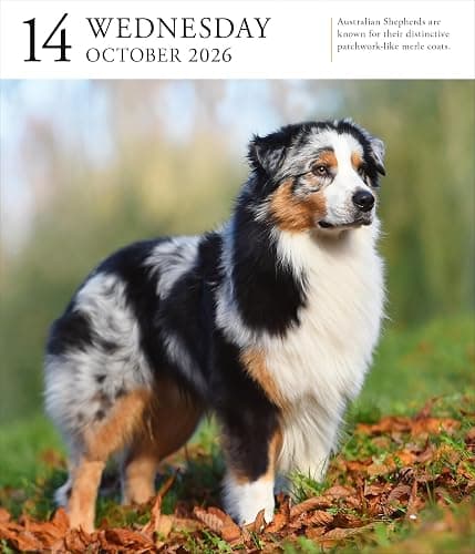 Dog Page-A-Day® Gallery Calendar 2026: An Elegant Canine Celebration thumbnail 4