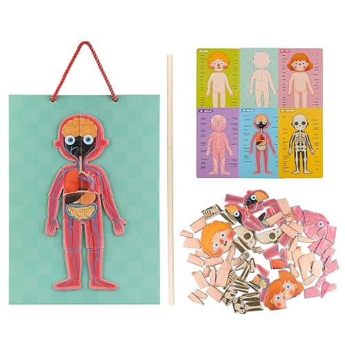 Human Body Puzzle for Kids Toddlers 90PCS Magnetic Boy Girl Anatomy Play Set Body Parts Organs Muscles Skeleton and Bones Wooden Puzzle Toys Aged 3+ Educational Learning Preschool Toys thumbnail 7