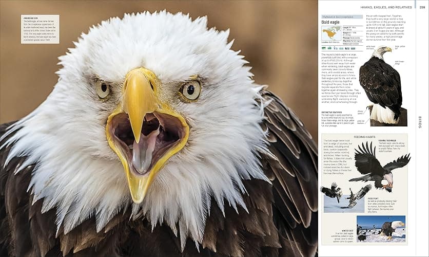 Animal: The Definitive Visual Guide (DK Definitive Visual Encyclopedias) thumbnail 6