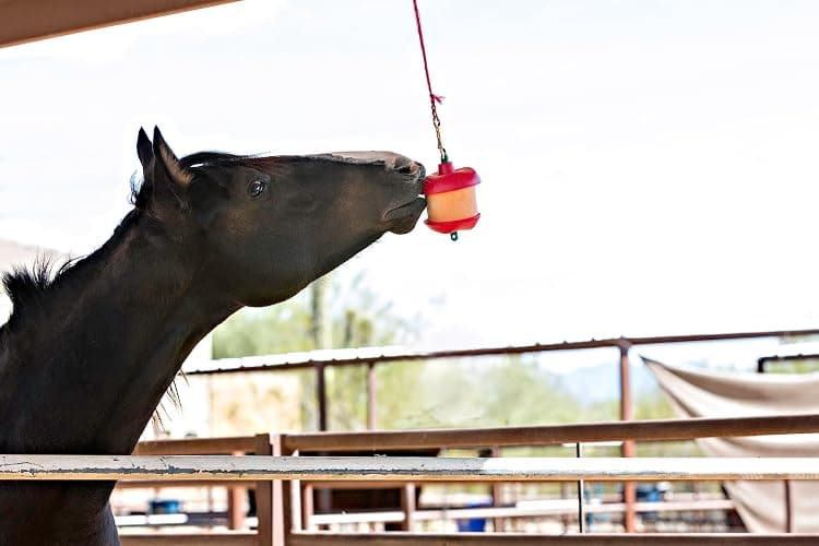 Horsemen's Pride Stall Snack Treat Holder & Refill for Horses; Apple Flavorag  thumbnail 2