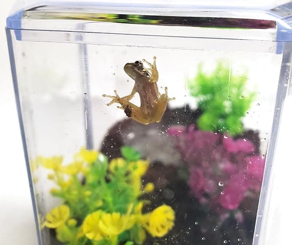 Tadpole to Frog Kit with Certificate for 2 Live Tadpoles, All-in-One Bundle | Watch metamorphosis with this complete tadpole kit, an all-in-one bundled engaging science project thumbnail 8