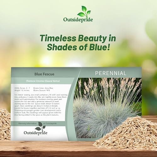 Outsidepride 10000 Seeds Perennial Festuca Cinerea Glauca Varna Blue Fescue Ornamental Grass Seed for Planting thumbnail 5
