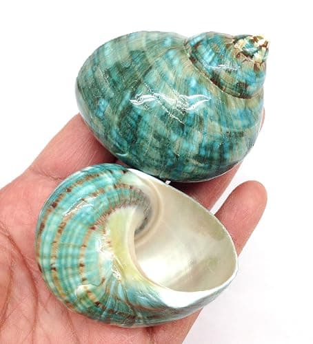 PEPPERLONELY 2 PC Natural Large Hermit Crab Shells, Green Blue Gade Turbo, 2-1/2 Inch ~ 3 Inch - Image 1
