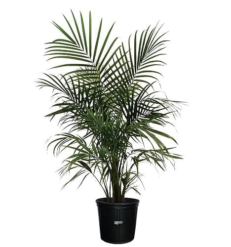 Nature's Way Farms Majesty Palm Live Plant, Indoor and Outdoor Palm Tree, in Growers Pot, Tropical Houseplant, Decor for Your Patio, Balcony, Home or Office 3-4 Feet Tall - Image 1
