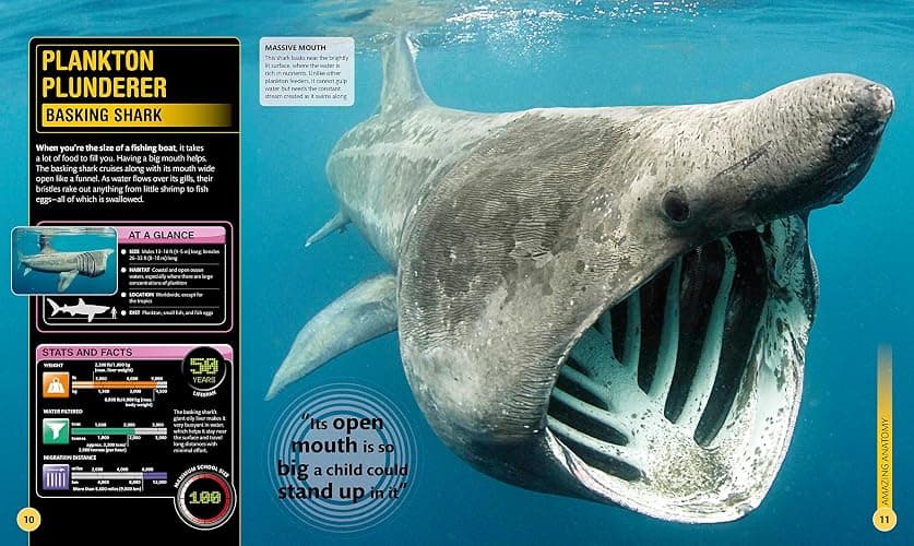 Super Shark Encyclopedia: And Other Creatures of the Deep (DK Super Nature Encyclopedias) thumbnail 2