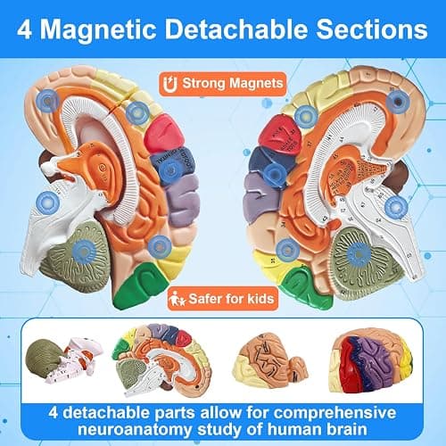 Brain Model 2X Life‑Size, Brain Anatomy Model for Neuroscience, 4‑Part Detachable 3D Brain Model with Laser‑Engraved Labels and Stand for Psychology Neuroscience Learning thumbnail 3