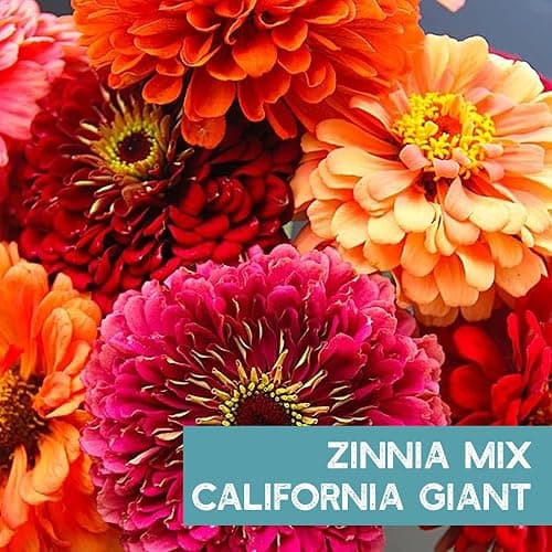 Mountain Valley Seed Co Zinnia Seeds for Planting Outdoors ~3000 California | Giant Mix Zinnia Seeds Beautiful 4' Tall Wildflower Blossoms Zinnia elegans Pollinator Seed Mix Bright, Cheerful Annual Flowe thumbnail 3