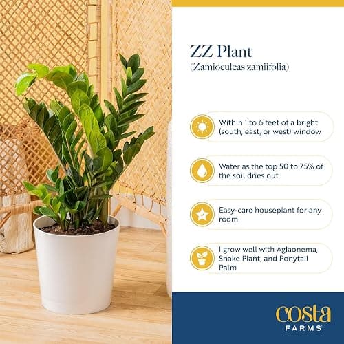 Costa Farms ZZ Live Plant in Decorative Pot, Easy to Maintain, Air Purifying Indoor Houseplant, Perfect for Home, Room, or Office Decor, Great House Warming or Birthday Gift, 12-20 Inches Tall thumbnail 6