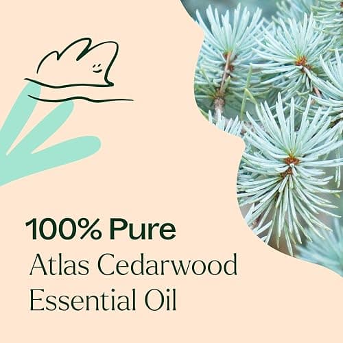 Plant Therapy Atlas Cedarwood Essential Oil 30 mL (1 oz) 100% Pure, Undiluted, Therapeutic Grade thumbnail 5