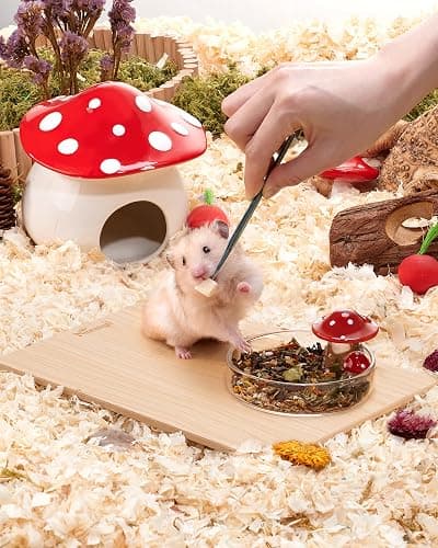 Niteangel Hamster Feeding & Food Bowls: Mushroom Glass & Chew-Resistant | Easy to clean & Stable Food Dish Feeding Bowls for Dwarf Syrian Hamsters Gerbils Mice Rats or Other Similar-Sized Small Pets thumbnail 3
