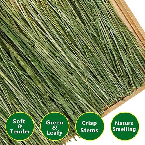 Ohcool Timothy Hay Premium Hay for Rabbits Guinea Pig Chinchilla- Natural Fresh Hay Hand Selected 6.6LBS (1.1lbs, 6 Pack) thumbnail 6