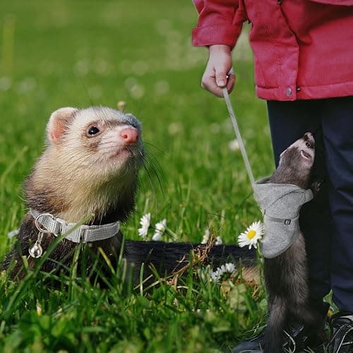 Foaincore 6 Pcs Ferret Clothes Accessories Include Ferret Leash and Harness Set Safe Pet Collar with Bell Small Soft Pet Sweater for Guinea Pig Hamster Chinchilla Teacup Chihuahua Grey and Red thumbnail 6