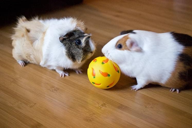 Wheeky Treat Ball Toy for Guinea Pigs, Rabbits, Hedgehogs and Other Small Pets, 7 cm, Yellow, Adjustable Opening Treat Toy New thumbnail 8