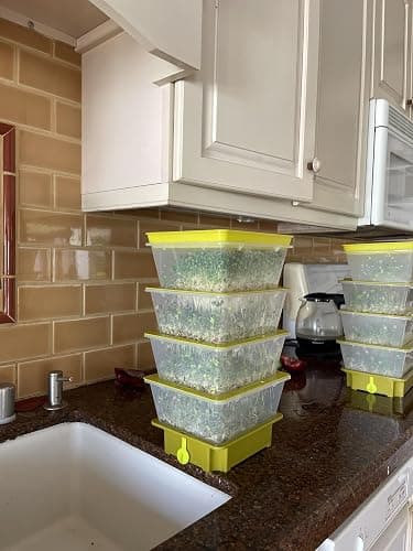 ZESTIGREENS 4-Tier Sprouting Kit with Drain Spout – Stackable Seed Sprouter Trays for Growing Fresh Sprouts at Home – BPA-Free, Easy Rinse & Drain System thumbnail 9