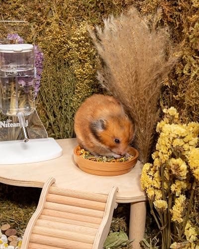 Niteangel Nature Golden Hamster Food: 1kg/35.27oz Complete & Balanced Diet | Selected Well-Matched Nutrient Composition & No Additives Treats Small Animal Food for Syrian Golden Hamsters or Small-Pets thumbnail 6