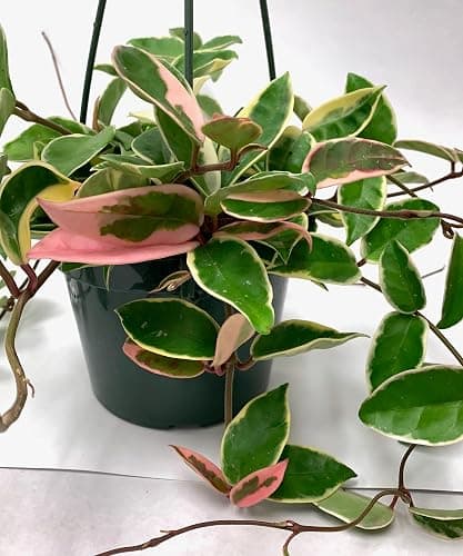 Tricolor Hoya Krimson Queen, Hoya Carnosa Variegata Tricolor Hoya Ships from CA (4" Pot) thumbnail 2