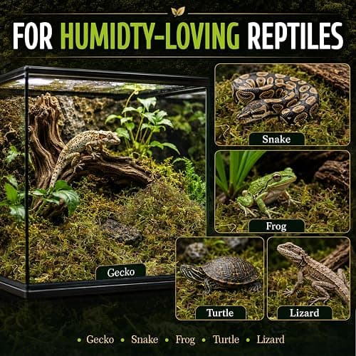 Sukh Sphagnum Moss for Reptiles & Plants - Terrarium Moss Substrate, 5oz | Habitat Bedding for Gecko, Snake, Turtle, Frog, Bearded Dragon, Jumping Spider, Chameleon, Enclosure & Tank Accessories Decor thumbnail 6