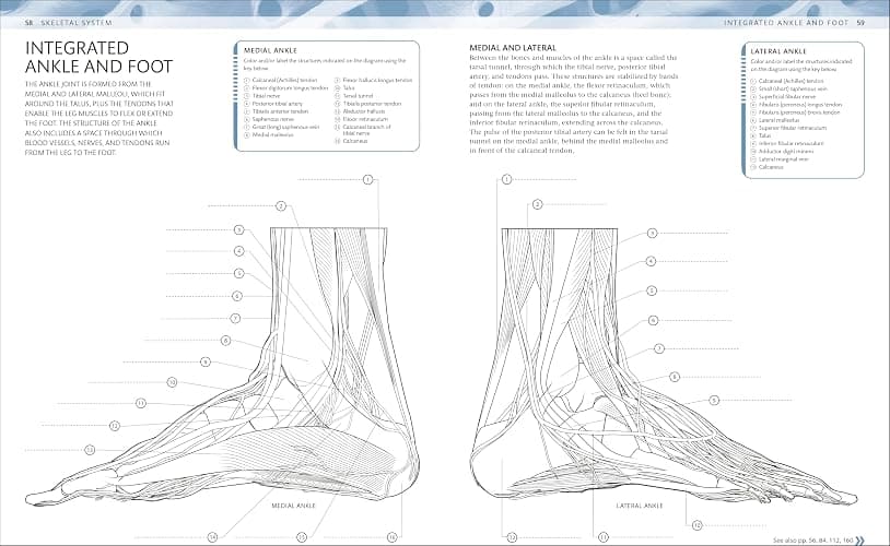 The Human Body Coloring Book: The Ultimate Anatomy Study Guide, Second Edition (DK Human Body Guides) thumbnail 4