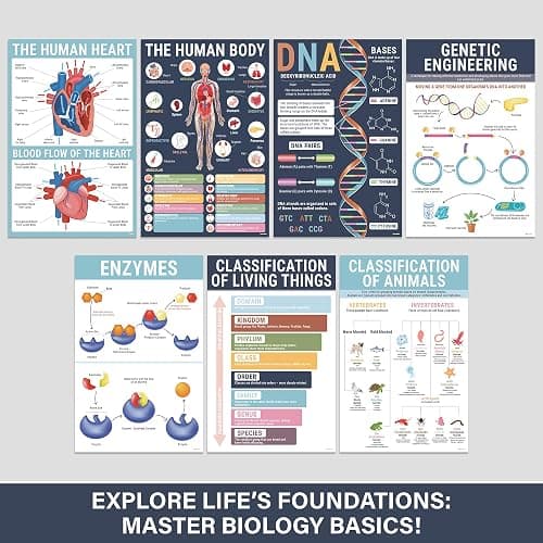 BrightenKidz Biology Posters for Classroom, 15 Pack 11x17 Science Charts | Laminated Educational Biology Charts for Middle & High School - Decor for Hallways, Bulletin Boards, Home Study Room thumbnail 3