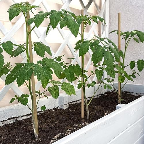 Plant Stakes,18 Inches Natural Garden Bamboo Sticks,BOVITRO 20Pcs Plant Support Stakes for Tomatoes,Beans,Vegetable and Potted Plants thumbnail 2