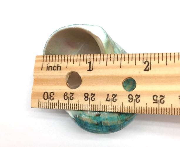 PEPPERLONELY 2 PC Natural Large Hermit Crab Shells, Green Blue Gade Turbo, 2-1/2 Inch ~ 3 Inch thumbnail 3