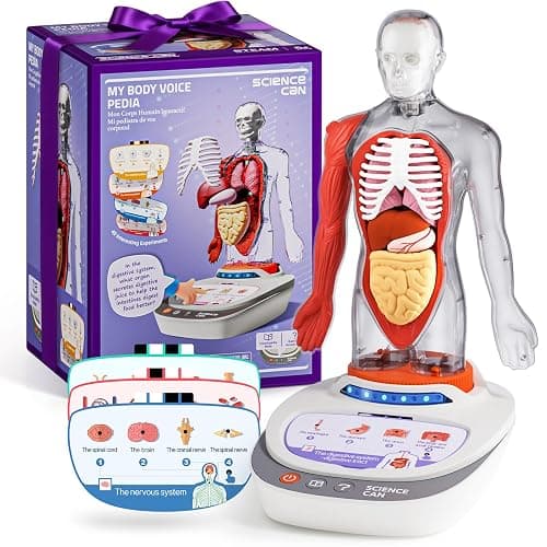 Science Can Human Body Model for Kids, Interactive Human Anatomy Talking Model - 11 Inch Realistic Anatomical Assembly Kit, 15PCS Removable Parts & Guide, Educational STEM Toys Gifts for Kids Aged 6+ - Image 1
