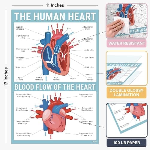 BrightenKidz Biology Posters for Classroom, 15 Pack 11x17 Science Charts | Laminated Educational Biology Charts for Middle & High School - Decor for Hallways, Bulletin Boards, Home Study Room thumbnail 2