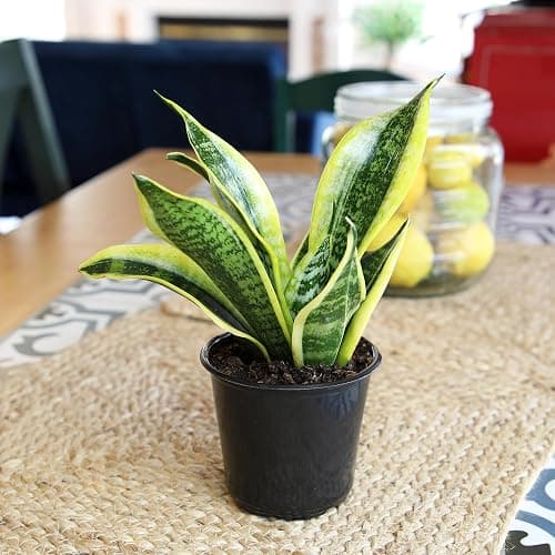 Live Snake Plant, Sansevieria trifasciata Superba, Fully Rooted Indoor House Plant in Pot, Mother in Law Tongue Sansevieria Plant, Potted Succulent Plant, Houseplant in Potting Soil by Plants for Pets thumbnail 4