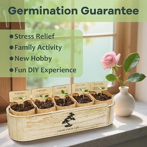 LUOJIBIE Bonsai Tree Kit for Beginners - Unique DIY Japanese Bonsai Trees,Crafts for Adults, Ideal Gardening Birthday Gift for Women & Men,Complete Indoor Plant Kit thumbnail 4