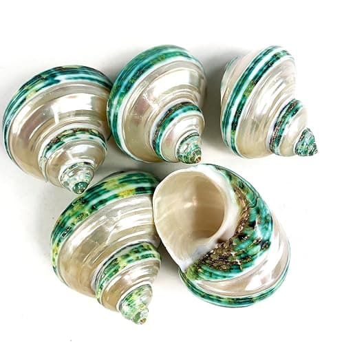 Heyiwell 5PC Green Turbo Banded Shells,Hermit Crab Shell &Turbo Shells Hermit Crab Supplies for Decor 1.5"~ 2" Inch - Image 1