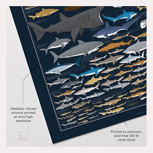 Pop Chart | Sharks Poster | 16" x 20" Art Poster | Illustrated Print of Shark Species | Sea Life and Marine Decor | 100% Designed and Made in the USA thumbnail 3