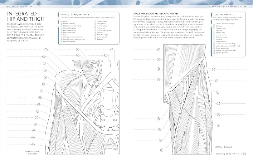 The Human Body Coloring Book: The Ultimate Anatomy Study Guide, Second Edition (DK Human Body Guides) thumbnail 3