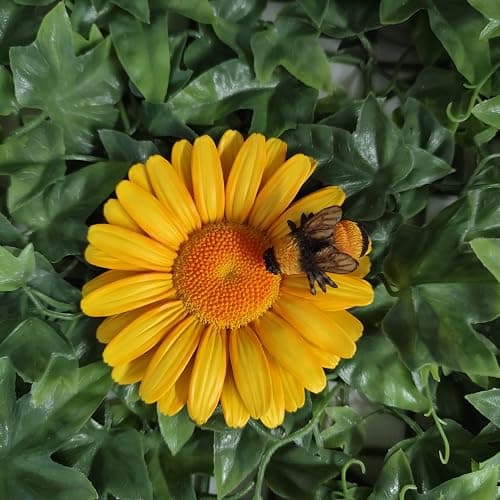 Vivid Arts - Marguerite jaune à suspendre avec abeille – Décoration de jardin à l'intérieur ou à l'extérieur thumbnail 2