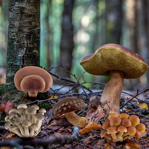GUFOPONAS Realistic mini Life Cycle of Mushroom Figure Toy Set 4PCS Mushroom Decor for Diorama Projects Kids Birthday Gift Learning Toy thumbnail 2