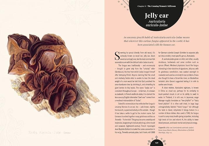 Kew - The Magic of Mushrooms: Fungi in folklore, superstition and traditional medicine (Royal Botanic Gardens, Kew) thumbnail 10