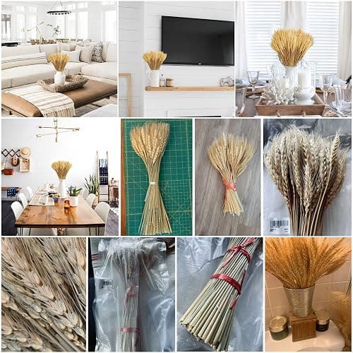 Uieke 17.7 Inches Dried Wheat Stalks, 100 Stems Dried Flowers 100% Natural Wheat for Home Kitchen Wedding Party Table Centerpiece Harvest Wreath Boho Farmhouse DIY Decoration thumbnail 6