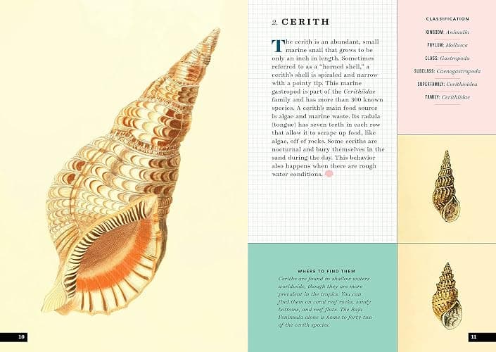 The Little Book of Shells: A Guide to Shells and the Amazing Creatures Who Make Them thumbnail 3