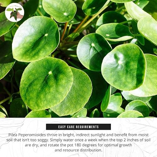 California Tropicals Rare Chinese Money Plant (Pilea Peperomioides) - Live House Plant, 4 Inch Pot for Easy Care, Perfect for Office, Home & Feng Shui Decor, Real Plants for Gardening thumbnail 4