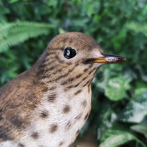 Vivid Arts Oiseaux du jardin (Grive chantante) thumbnail 4